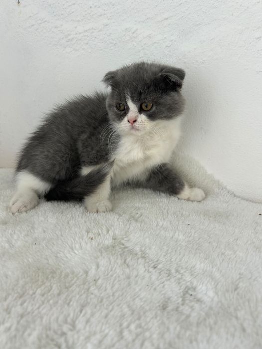 Scottish fold sublime