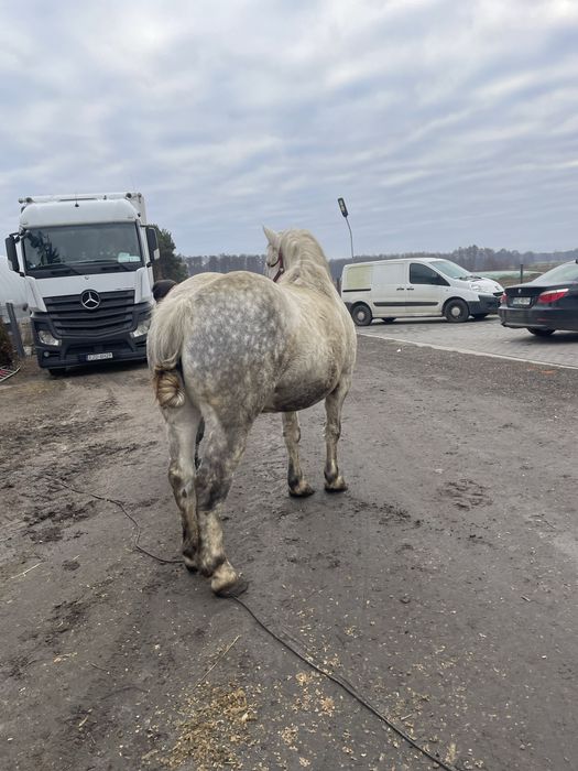 Witam sprzedam klacze