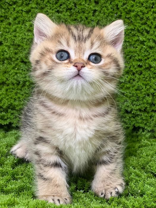 British golden shorthair