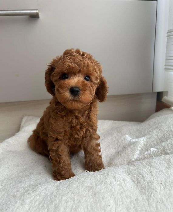 Кудрявий той пудель ред браун