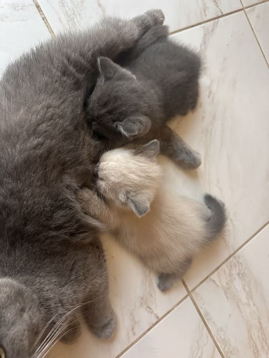 Продаю котики чистокровні