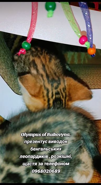Розплідник бенгальських леопардиків Olympus of Bukovyna, пропунує