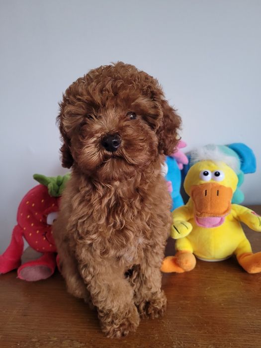 Pudel miniaturowy. Chlopak