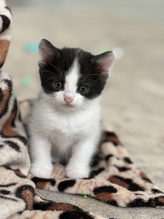 Отдам котят в хорошие руки