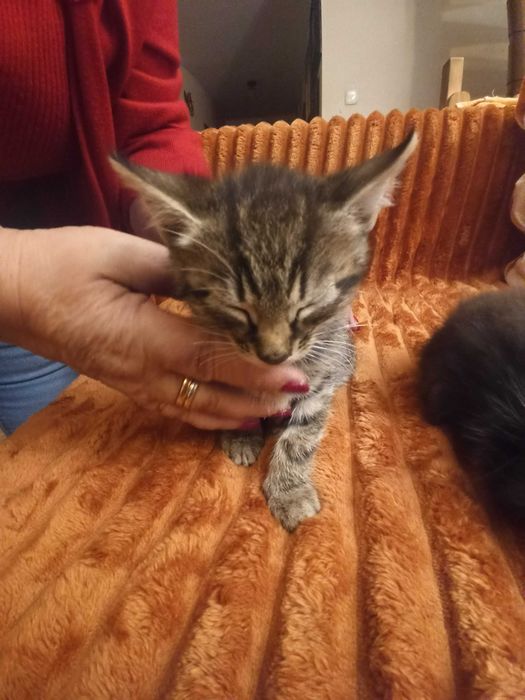 Trzy małe kotki szukają nowego domu