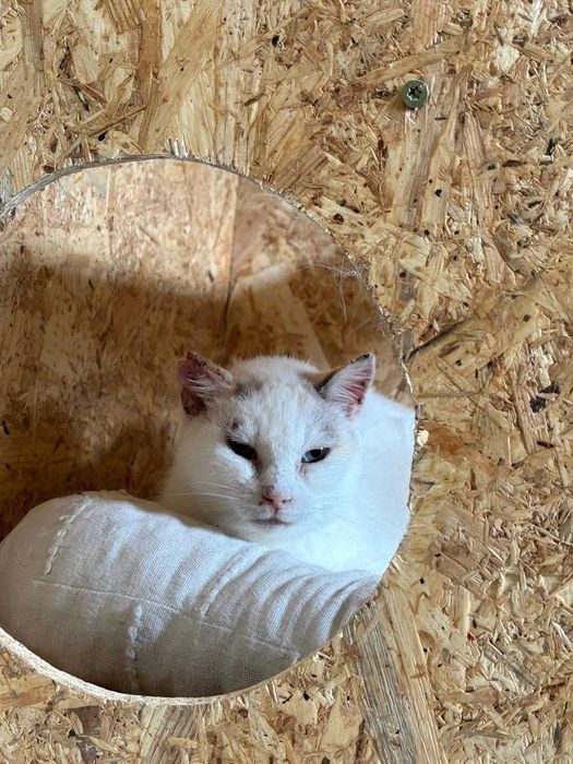 gata para adoçao(Alice)