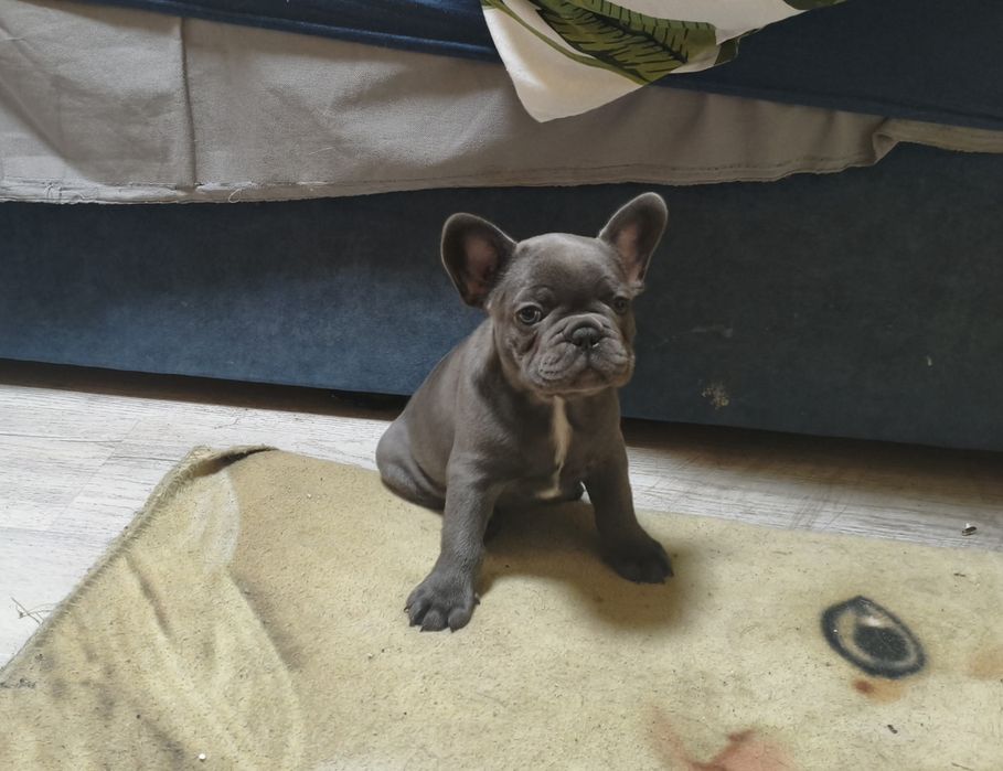 Buldog francuski