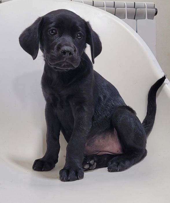 Labradora preta bebé