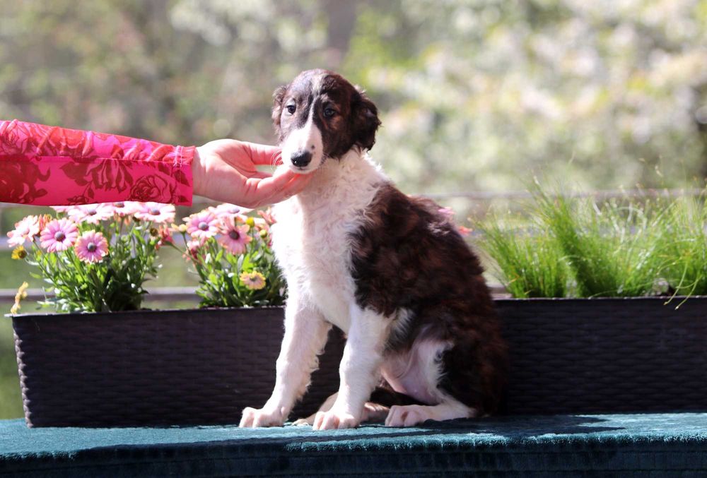 Borzoj Chart rosyjski, ZKwP FCI, śliczna sunia ROMANOV REPLY