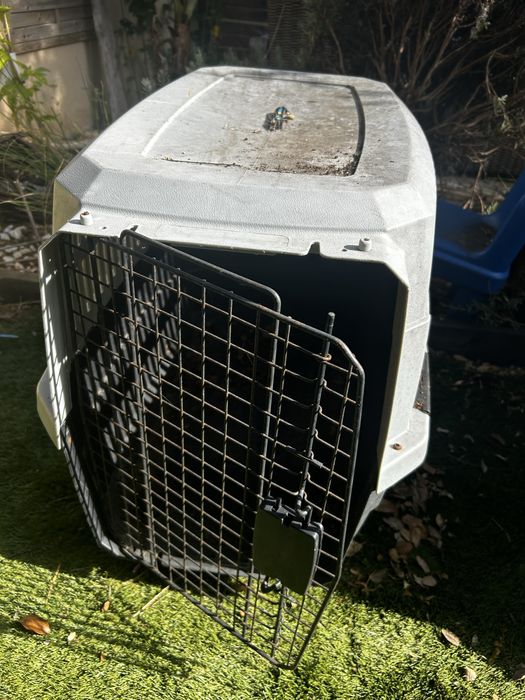 Transportadora cão