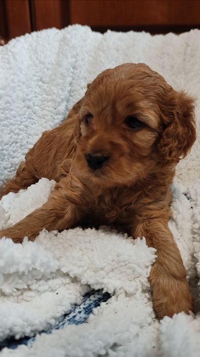 Cockapoo Suczka GAJA
