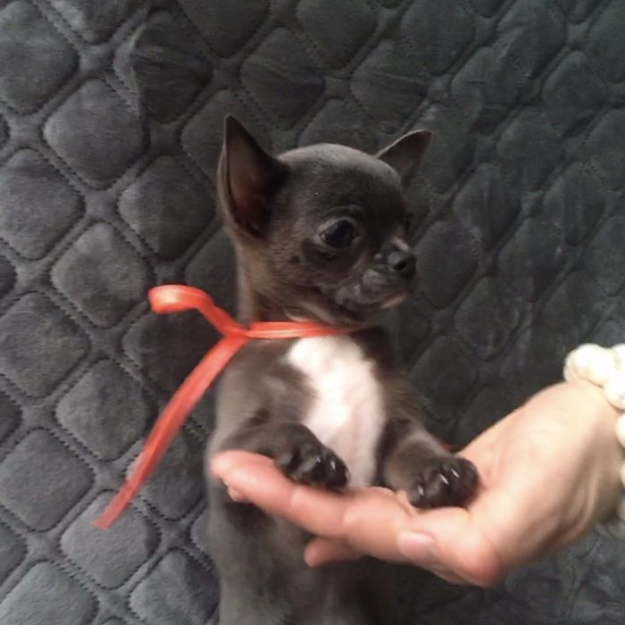 Чіхуа гарні гени