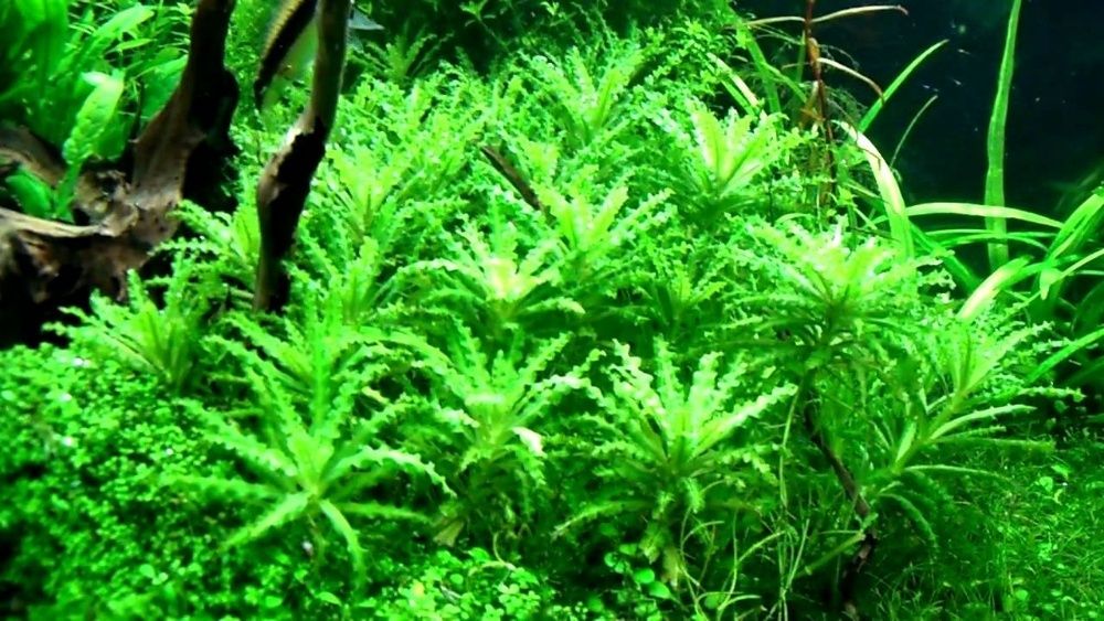 GB pogostemon helferi