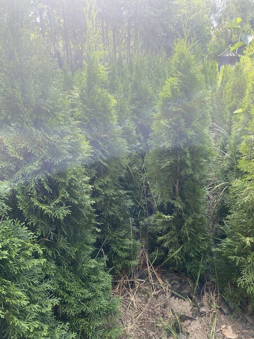 Tuja szmaragd kopana  grutu .Wyprzedaż!!!