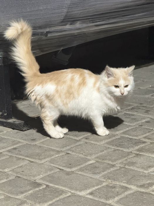 Віддам кішку в добрі руки