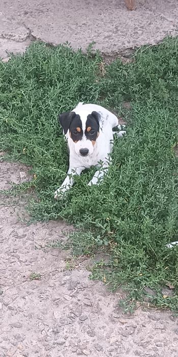 Джек Рассел тер'єр