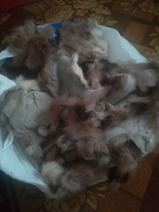 Шкури шкурки обрізь куниця лісова