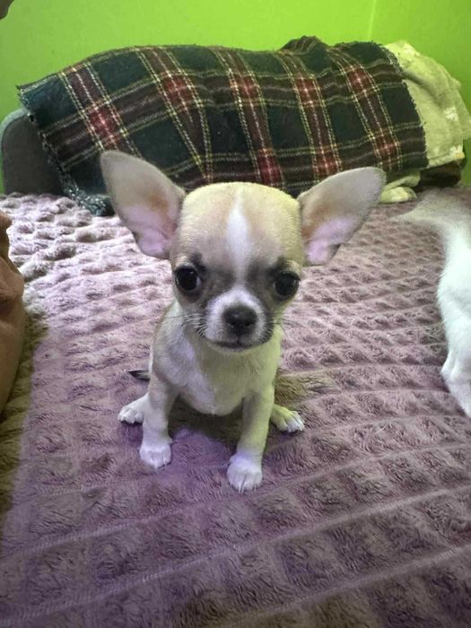 Przepiekna Suczka XXS Chihuahua