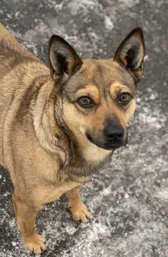 Молода маленька собака шукає дім