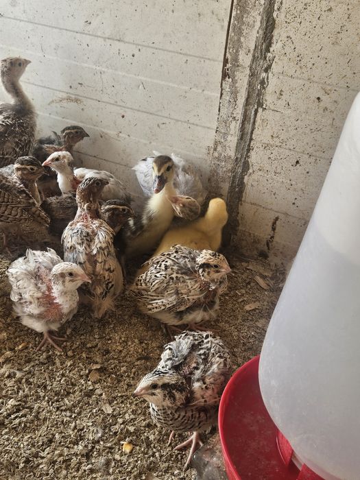 Perus pretos selvagens para venda com 1 mês