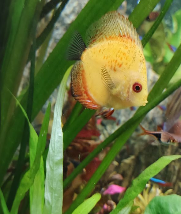 Ryba Paletka Red
