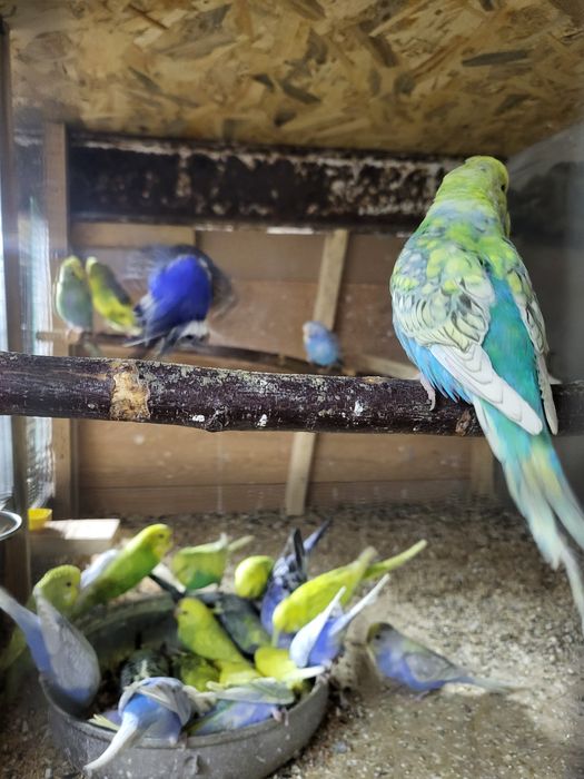 Papugi faliste I nimfy