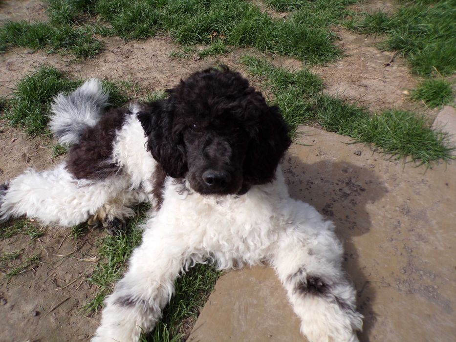Cockapoo F1 ,nieduży,piękny, unikalny  piesek Blue Roan, tata FCI, badania
