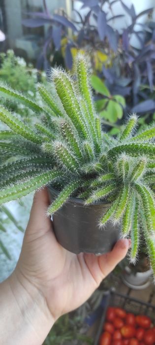 Ріпсаліс. Не вибагливий суккулент.