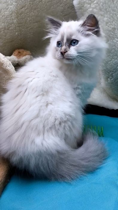 Кошенята/котенята регдол,невська маскарадна сільвер пойнт/silver point