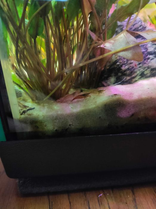 Krewetki mix kolorów