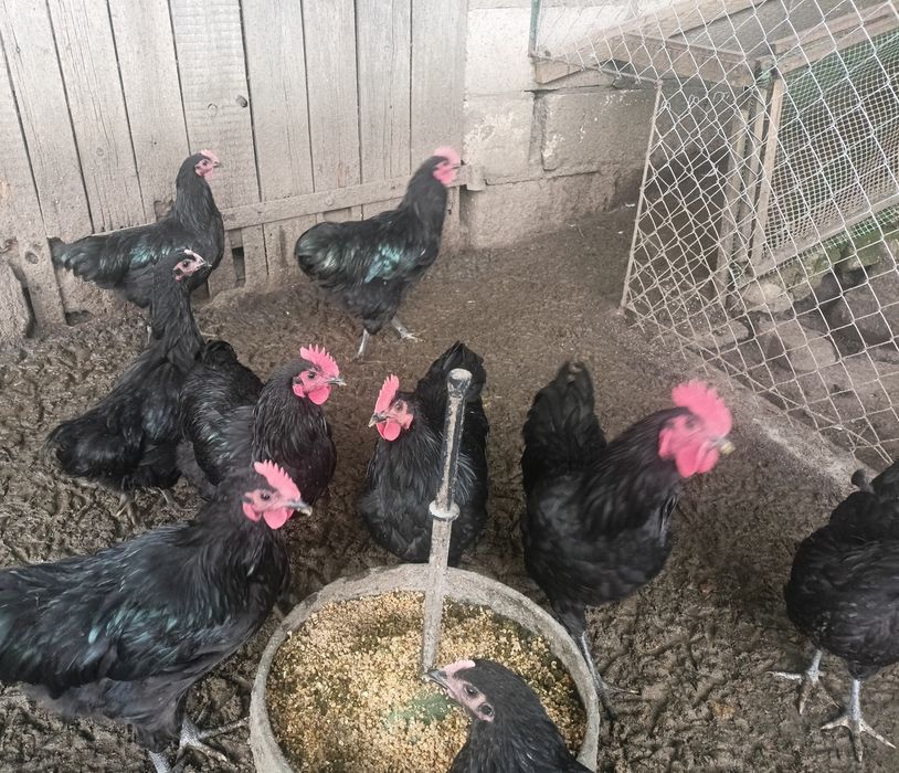 Kogut Australorp  koguty młode