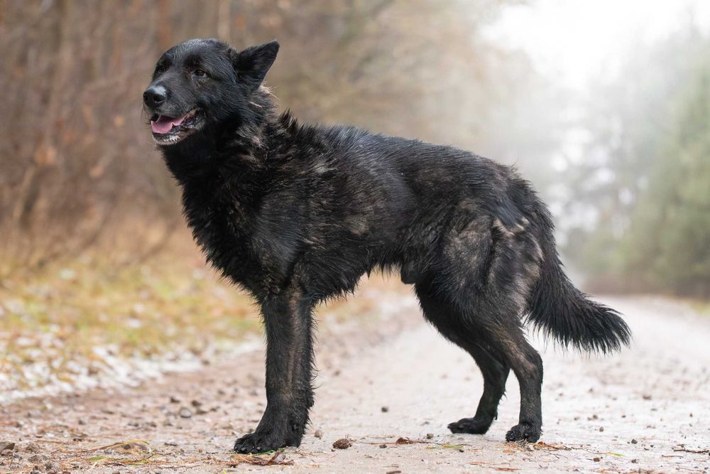 Duży czarny łagodny psiak - Charon szuka swojej rodziny do kochania