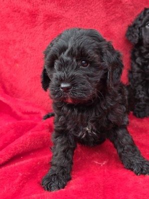 Cavapoo z metryką