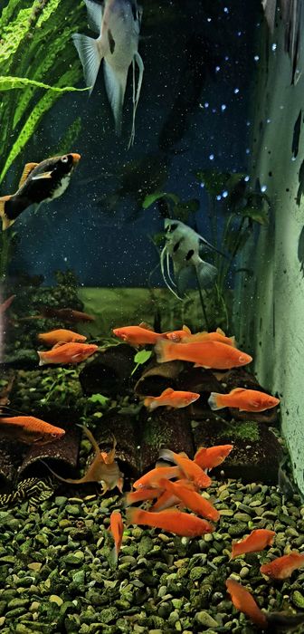 Мечоносець (чорний, рубін)