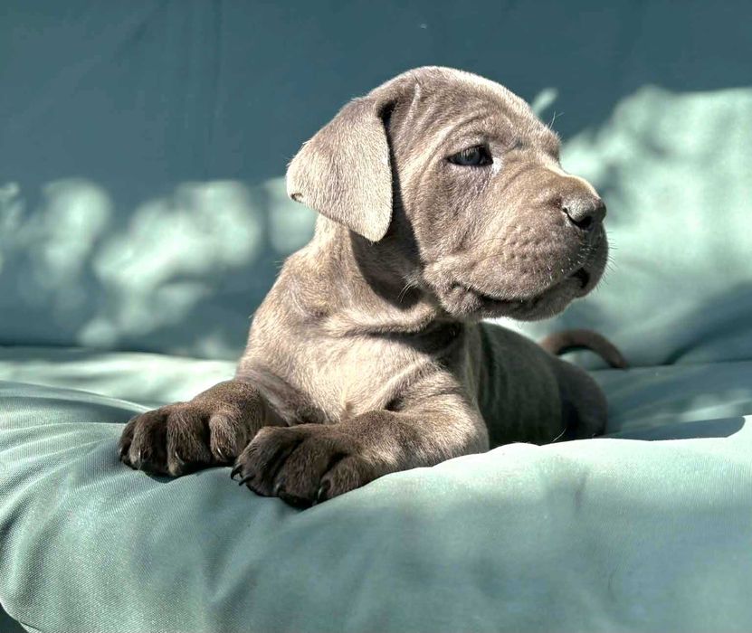Cane Corso szczeniak  ZKwP (FCI)