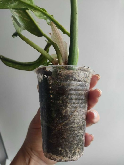 Філодендрон Ring of fire , ринг оф фаєр