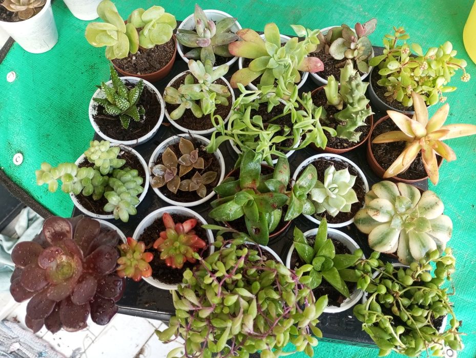 Pak de pequenas suculentas variadas