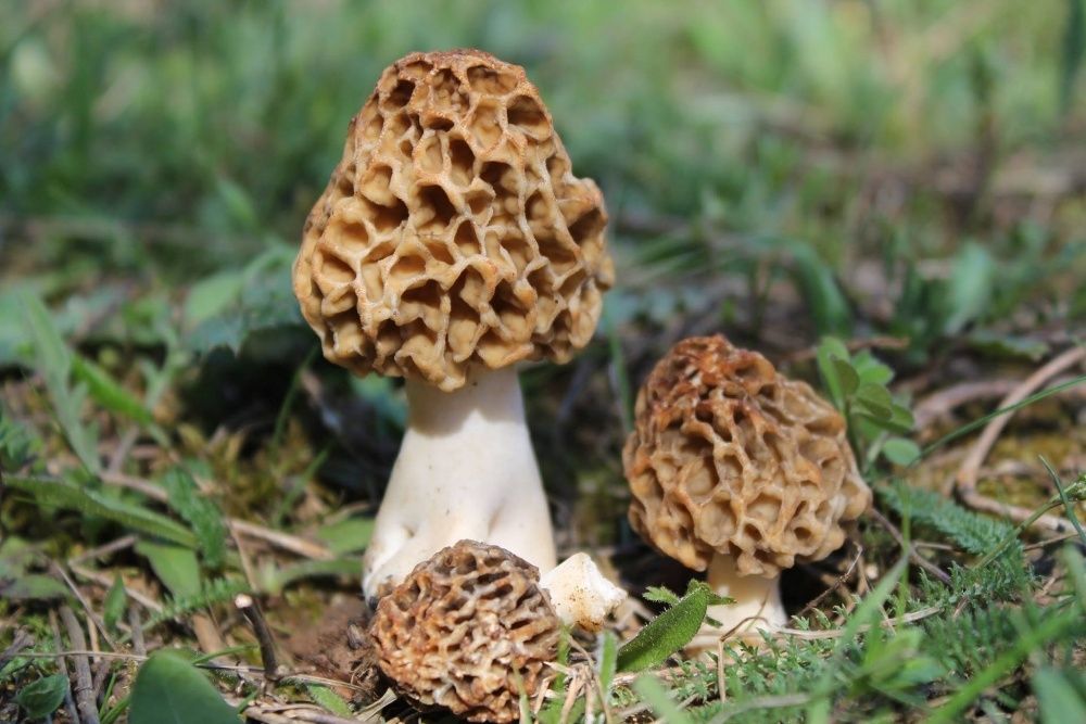 Сморчки зморшки сушені гриби Morchella conica сморчок, грибы сушеные