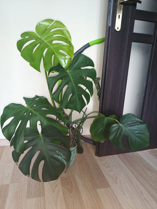 Monstera kwiat doniczkowy