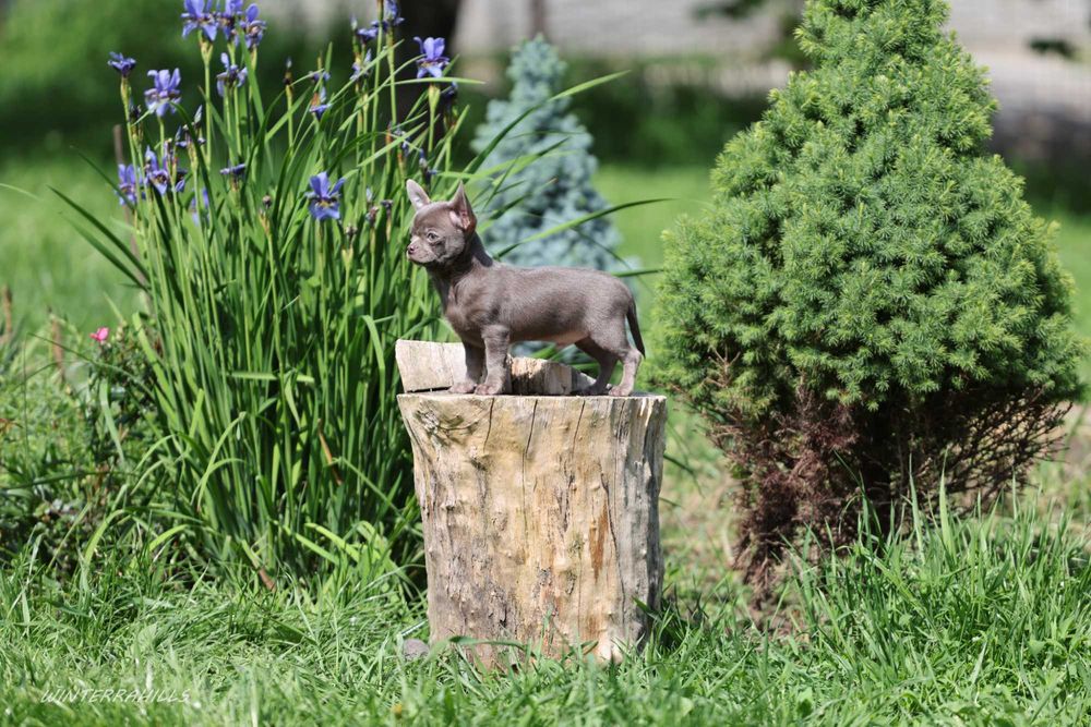Чіхуахуа хлопчик, 3,5 міс., ліловий окрас, короткошерстий, тип коббі