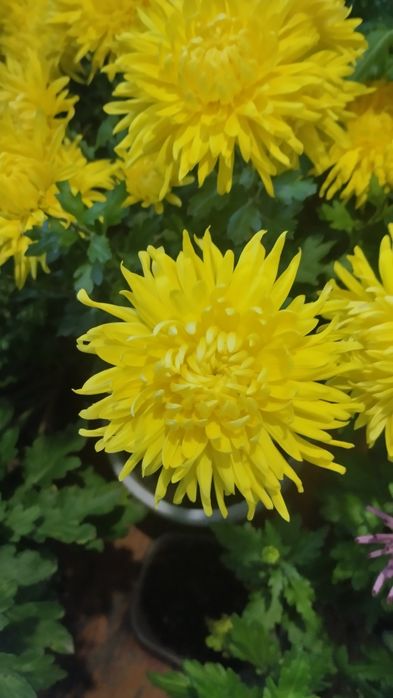 Продам хризантеми.