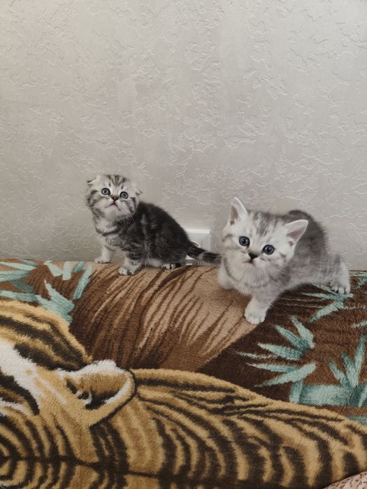 Шотландські кошенята