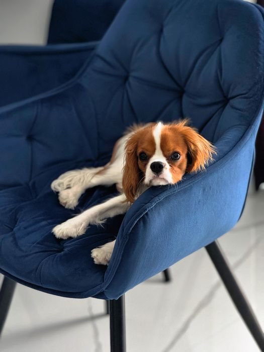 Індивідуальна перетримка ваших улюбленців. Собак. Зооняня. Лівий берег