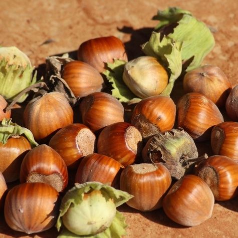 Orzechy laskowe – kataloński, barceloński i olbrzymi z Hale