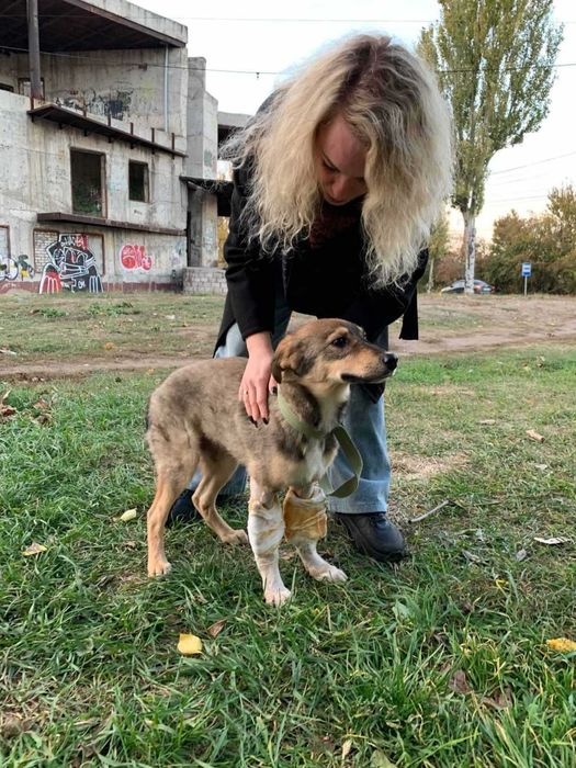 Цуцику потрібна любляча сім'я та будинок