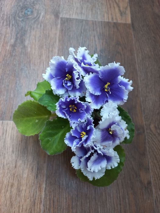 Продам шикарну фіалочку Dn Різдво( спорт)