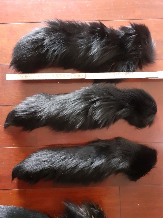 Lisia kita kołnierz brylok ozdoba zestaw