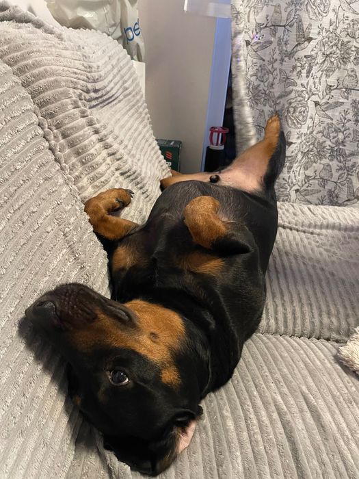 Gonczy Polski do adopcji