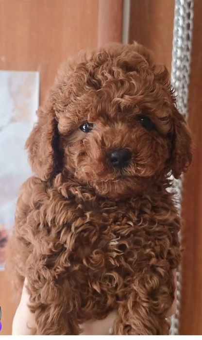 Хлопець.   той пудель,в пошуках родини