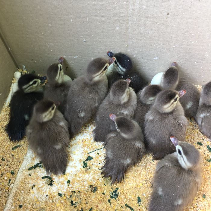 Patos mandarim e carolino bebés.